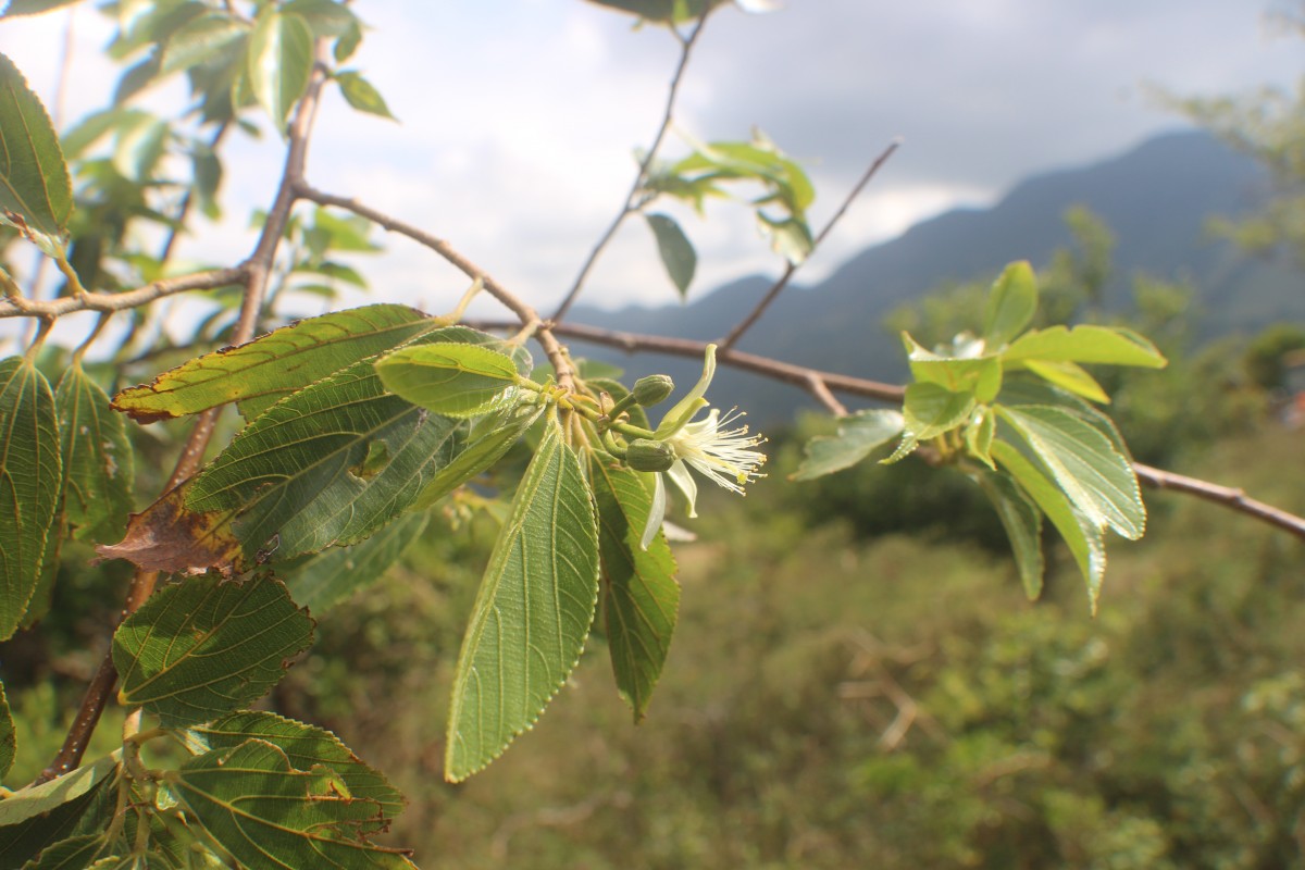 Grewia bracteata Roth